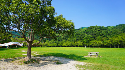 広い公園の木陰
