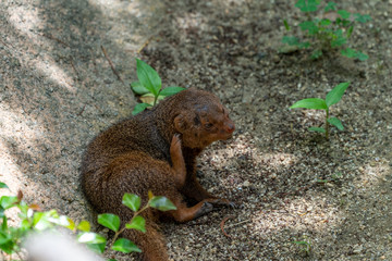 Common dwarf mongoose (Helogale parvula) at the Osaka Zoo in Japan