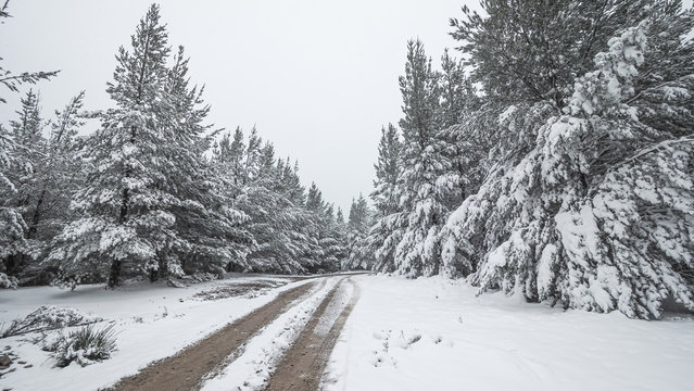 Snowy Road through Forest