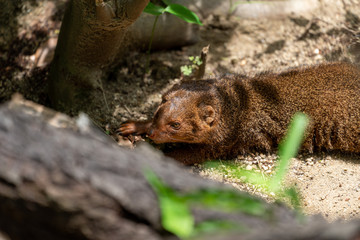 Common dwarf mongoose (Helogale parvula) at the Osaka Zoo in Japan