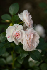 White roses with a slight pink tint on a dark green background