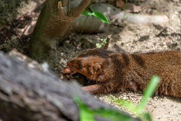 Common dwarf mongoose (Helogale parvula) at the Osaka Zoo in Japan