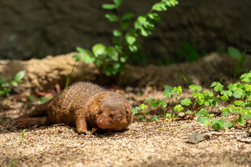 Common dwarf mongoose (Helogale parvula) at the Osaka Zoo in Japan