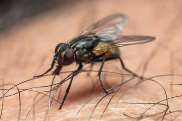 Indoor fly on human skin close up