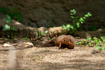 Common dwarf mongoose (Helogale parvula) at the Osaka Zoo in Japan
