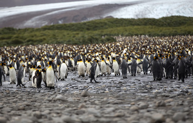 A King Penguin (Aptenodytes patagonicus) colony on a pebble beach on the island of South Georgia.	
