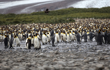 Obraz premium A King Penguin (Aptenodytes patagonicus) colony on a pebble beach on the island of South Georgia. 