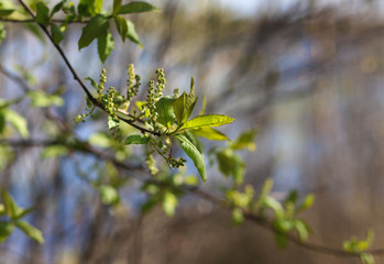 Young spring shoots, buds and leaves