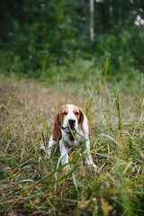 Beagle dog puppy walks cheerful and happy through the forest on a summer evening