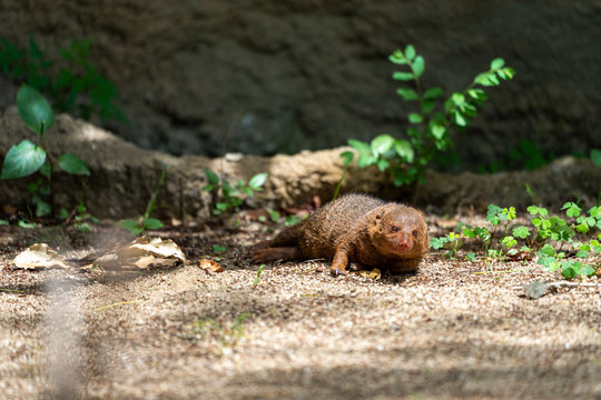 Common dwarf mongoose (Helogale parvula) at the Osaka Zoo in Japan