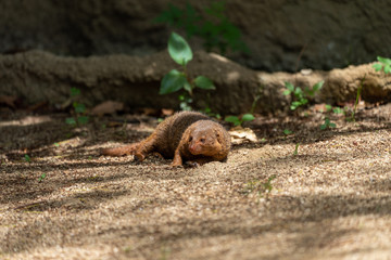 Naklejka na ściany i meble Common dwarf mongoose (Helogale parvula) at the Osaka Zoo in Japan