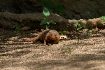 Common dwarf mongoose (Helogale parvula) at the Osaka Zoo in Japan