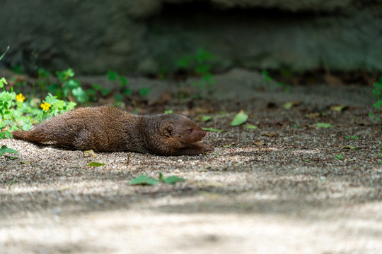 Common dwarf mongoose (Helogale parvula) at the Osaka Zoo in Japan