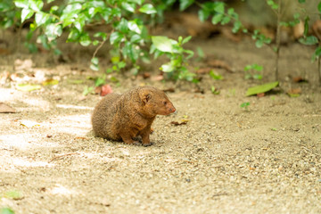 Common dwarf mongoose (Helogale parvula) at the Osaka Zoo in Japan