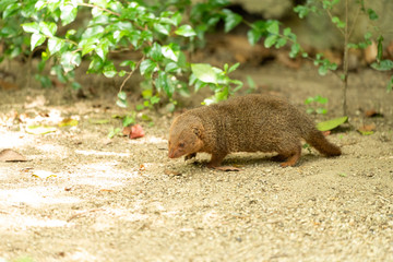 Common dwarf mongoose (Helogale parvula) at the Osaka Zoo in Japan