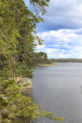Fototapeta premium Trees growing on the stone shores of the Gulf of Finland