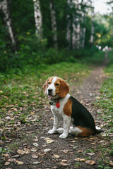 Naklejka na ściany i meble Beagle dog puppy walks cheerful and happy through the forest on a summer evening