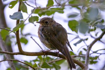redbreast on a branch