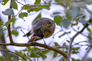 redbreast on a branch