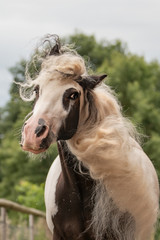 Fail Pferd lustige Mähne © Sren