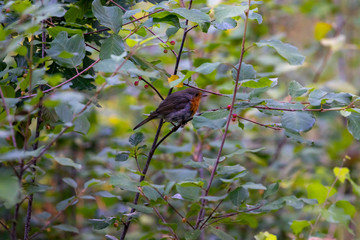 redbreast on a branch