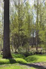 Drainage ditch overgrown with lawn grass surrounded by trees in the park