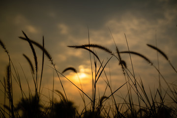 The grass in the setting sun is about to set, warming the heart
