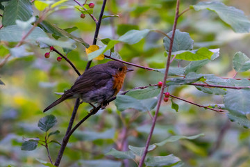 redbreast on a branch