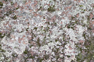 Lichen-covered granite boulder texture