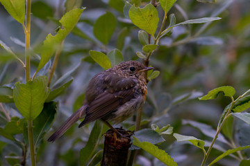 redbreast on a branch