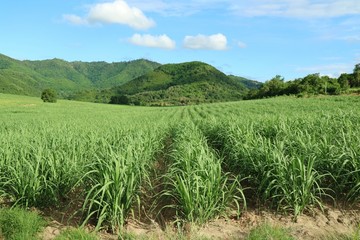 Sugar cane in the cane fields with mountain background. Nature and agriculture concept.