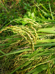 green grass in the wind