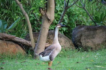 A goose walks on a green grass in the park. Animal and nature concept.