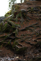 Old tree stump in a dark gloomy forest. The embossed roots of the epnya entwine a granite boulder