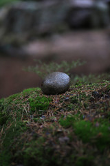 Obraz na płótnie Canvas Round granite stone lies on a boulder overgrown with moss