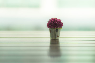 Ornamental plants are placed on the table in the morning light