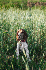 Happy puppy beagle dog having fun in green grass