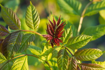 ein rotes Blatt einer Pflanze im Fr&uuml;hling