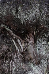 Dark tree bark texture