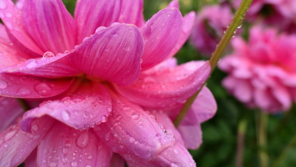 Fototapeta na wymiar close up of pink flower with rain drops