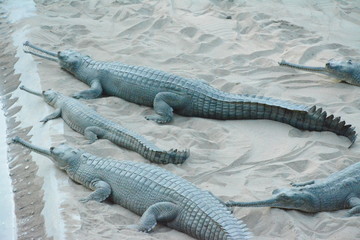 crocodile in the zoo