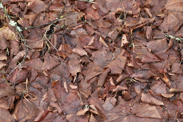 Brown fallen autumn leaves texture