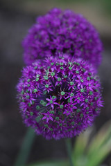 Bright purple garlic flowers on green background