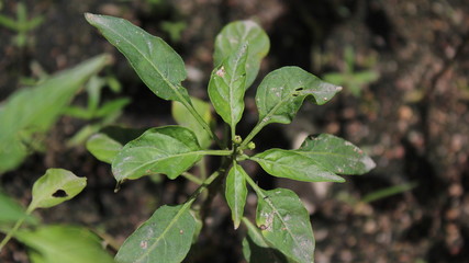 green lizard on a leaf