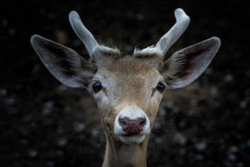 close-up deer head