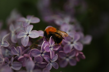 Shaggy bumblebee on a blooming lilac branch