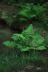 Naklejka na ściany i meble Green ferns growing on the lake