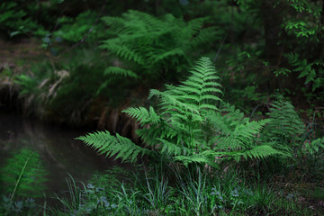 Green ferns growing on the lake