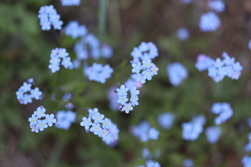 Macro photo of blue forget-me-nots on a green background