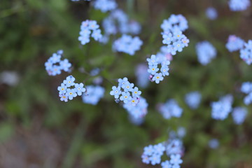 Macro photo of blue forget-me-nots on a green background